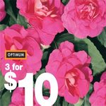 Optimum Annual Plant Pots - 3/$10.00